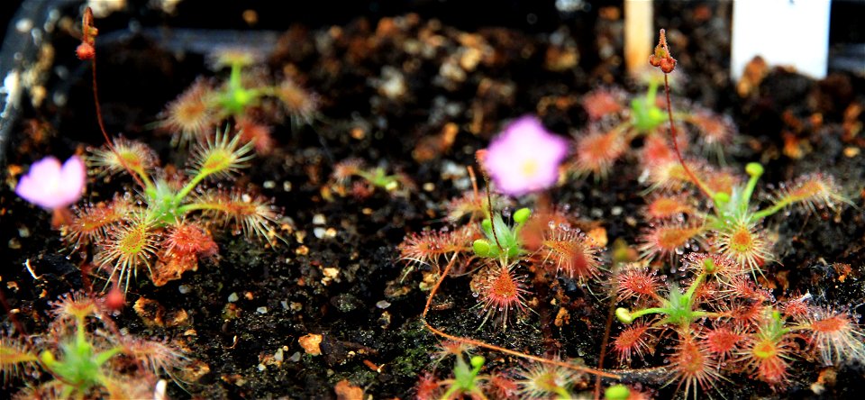 Plant Drosera ericksoniae on Exhibition of Carnivorous plants in the Botanical Gardens of Charles University, 12. - 21.06.2015 Prague, Czech Republic