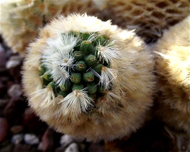 Mammillaria carmenae at the Volunteer Park Conservatory, Seattle, Washington, USA. Identified by sign.