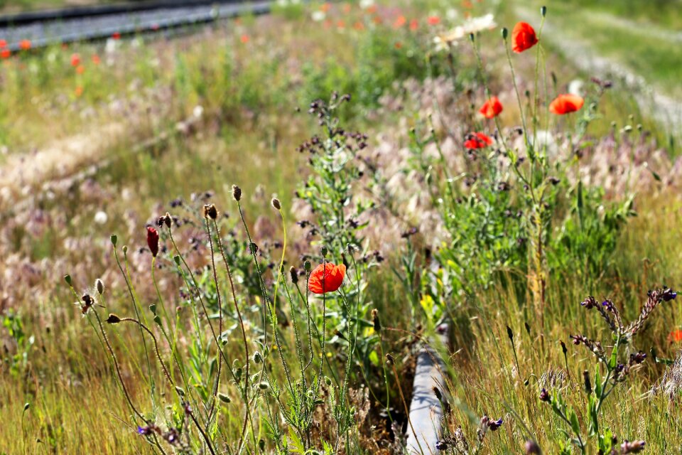 Blossom blooming grass