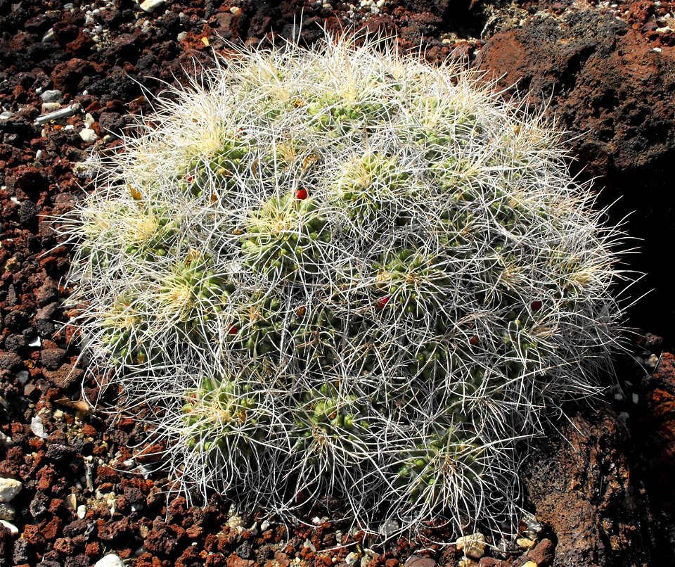 Mammillaria compressa at the Huntington Library & Botanical Gardens in San Marino, California, USA. Identified by sign.