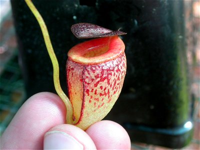 Nepenthes tenuis cultivated