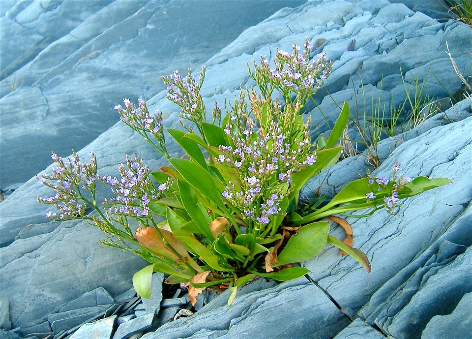 Photographie d'un Limonium carolinianum [syn. Limonium nashii], plante de la famille des Plumbaginaceae, prise à l'Île aux Basques.