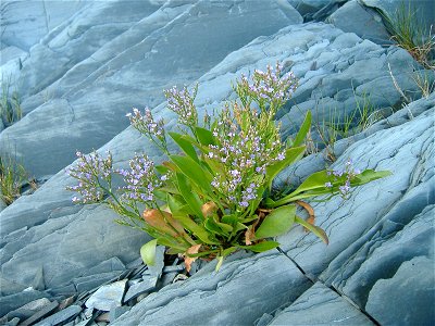 Photographie d'un Limonium carolinianum [syn. Limonium nashii], plante de la famille des Plumbaginaceae, prise à l'Île aux Basques.