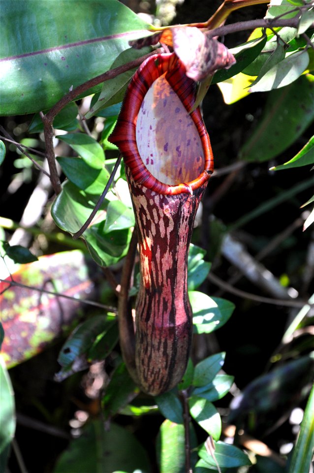 A pitcher plant (Nepenthes faizaliana) in Mulu, Sarawak, Borneo.
