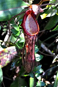 A pitcher plant (Nepenthes faizaliana) in Mulu, Sarawak, Borneo.