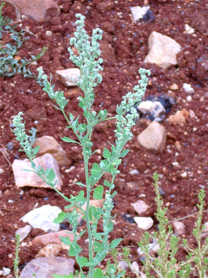 Chenopodium ficifolium, Campo de Calatrava, Spain