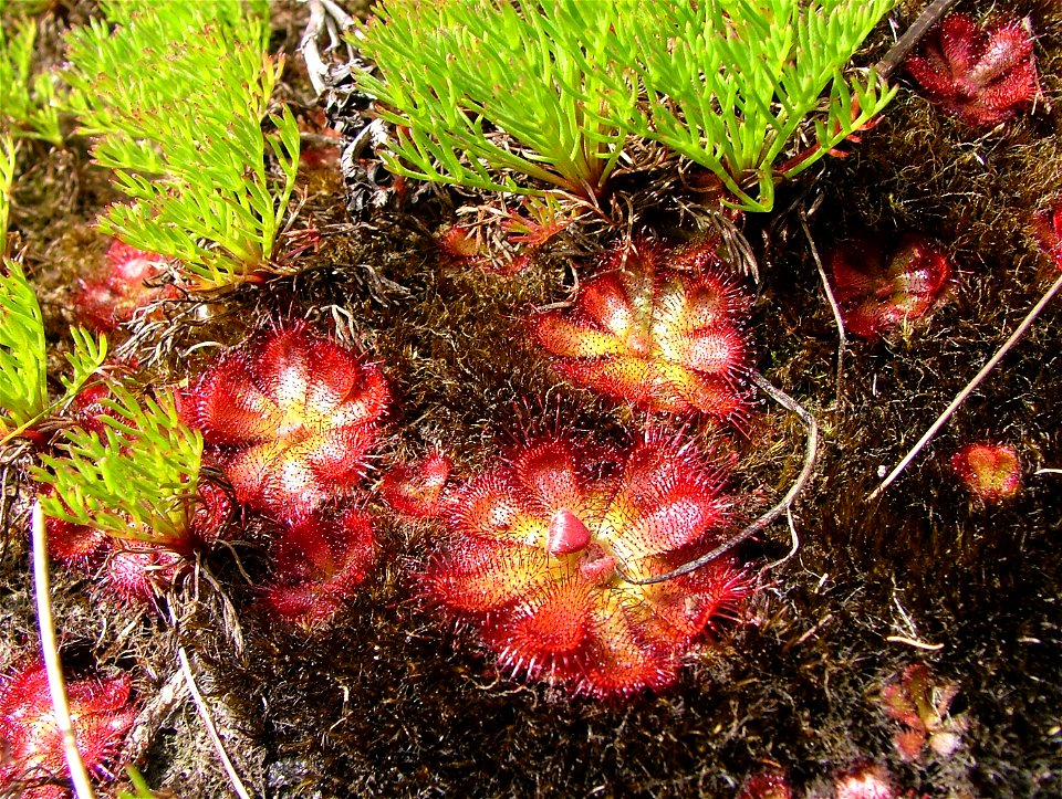 The Peninsula Sundew. Endemic carnivorous plant of Cape Town.