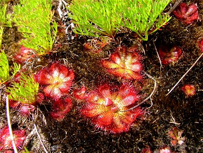 The Peninsula Sundew. Endemic carnivorous plant of Cape Town.