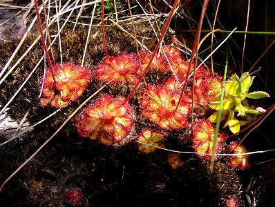 The Peninsula Sundew carnivorous plant. Cape Town endemic.