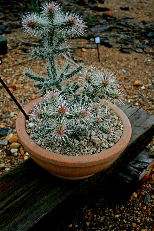 Cactus Cylindropuntia whipplei in Prague Botanic Garden, Prague, Troja