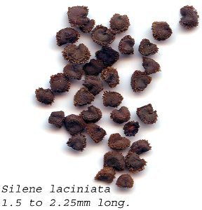 Self made scan of the seeds of Silene laciniata, made on 01/13/2008. photo