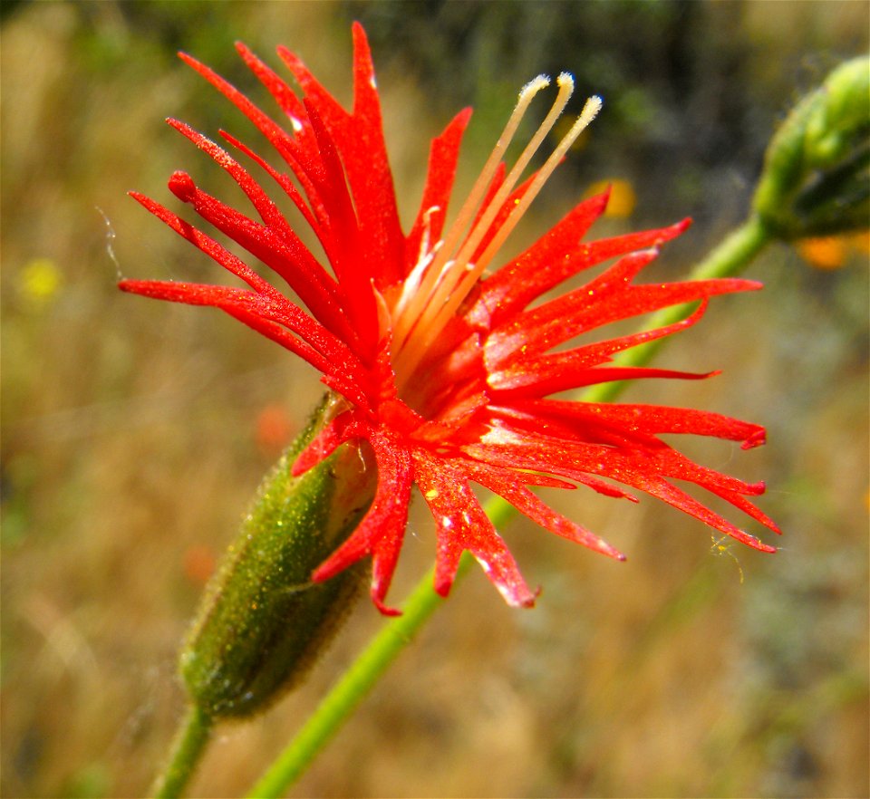 —  Indian-pink.
At Lake Poway, in San Diego County, NW Peninsular Ranges, Southern California.