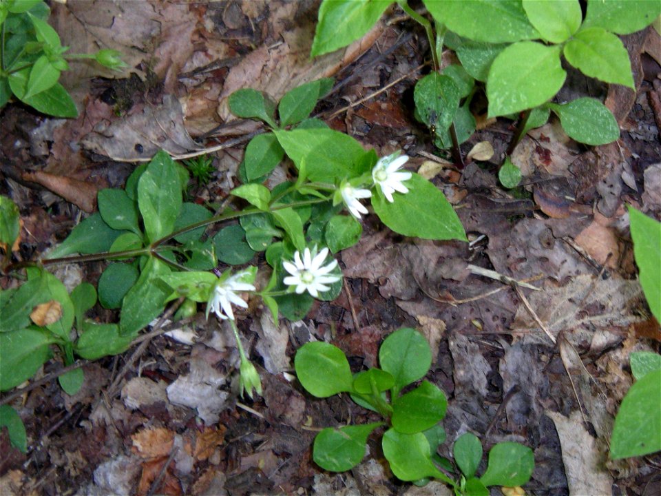 halpaugh@verizon.net
Ogle Place in Great Smokies

April 2005