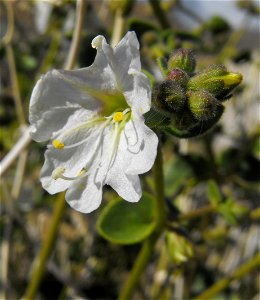Mirabilis laevis var. villosa in Anza Borrego Desert State Park, California, USA.