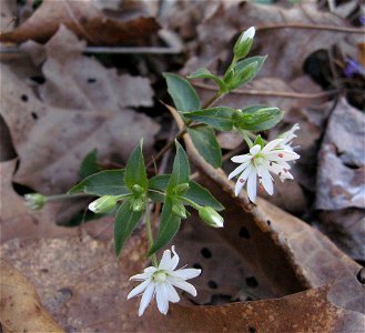 Stellaria pubera. Forest at Coonskin Park, Kanawha County West Virginia.