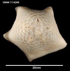 PRESERVED_SPECIMEN; Preparations:	Dry; Tremaster mirabilis Verrill, 1880; Individual count:	1; Type status:	 (no data); Identified by:	Mah, Christopher, (IZ), Smithsonian Institution  National Museum 