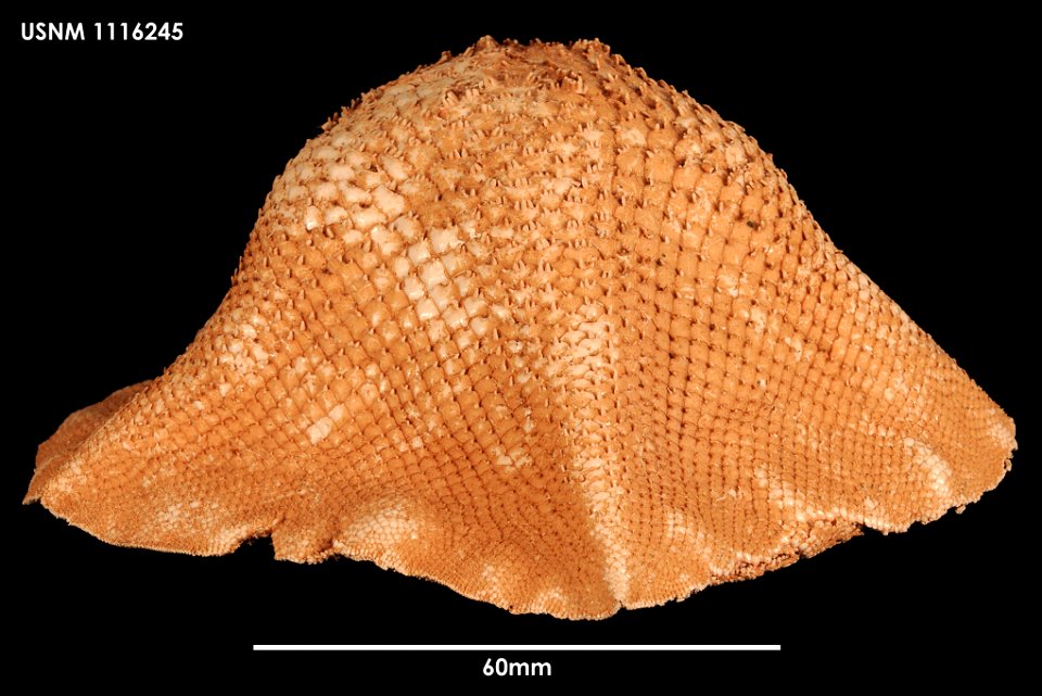 PRESERVED_SPECIMEN; Preparations:	Dry; Tremaster mirabilis novaecaledoniae Jangoux, 1982; Individual count:	1; Type status:	 (no data); Identified by:	Mah, Christopher, (IZ), Smithsonian Institution  