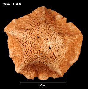 PRESERVED_SPECIMEN; Preparations:	Dry; Tremaster mirabilis novaecaledoniae Jangoux, 1982; Individual count:	1; Type status:	 (no data); Identified by:	Mah, Christopher, (IZ), Smithsonian Institution  