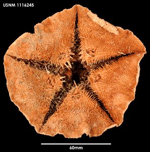 PRESERVED_SPECIMEN; Preparations:	Dry; Tremaster mirabilis novaecaledoniae Jangoux, 1982; Individual count:	1; Type status:	 (no data); Identified by:	Mah, Christopher, (IZ), Smithsonian Institution  