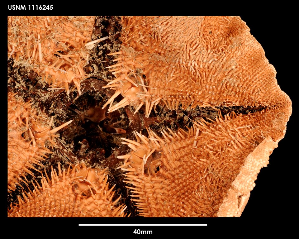 PRESERVED_SPECIMEN; Preparations:	Dry; Tremaster mirabilis novaecaledoniae Jangoux, 1982; Individual count:	1; Type status:	 (no data); Identified by:	Mah, Christopher, (IZ), Smithsonian Institution  