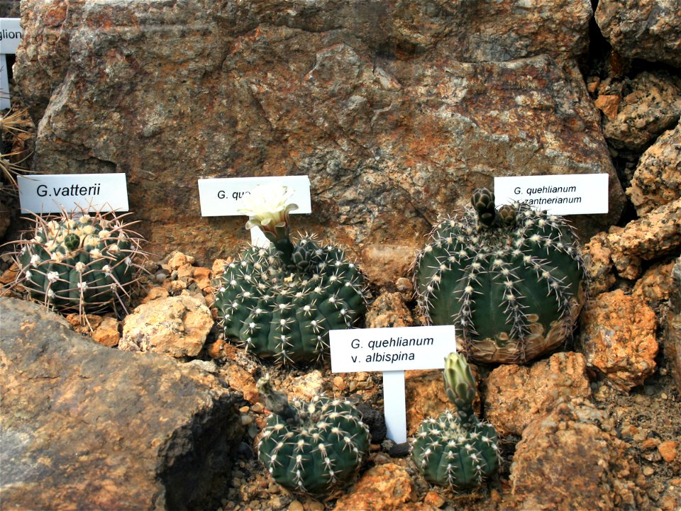 Several cactuses of genus Gymnocalycium Gymnocalycium vatterii (Syn. Gymnocalycium ochoterenae subsp. vatteri) and Gymnocalycium quehlianum in Botanical Garden Liberec, Czech Republic