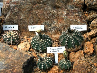 Several cactuses of genus Gymnocalycium Gymnocalycium vatterii (Syn. Gymnocalycium ochoterenae subsp. vatteri) and Gymnocalycium quehlianum in Botanical Garden Liberec, Czech Republic