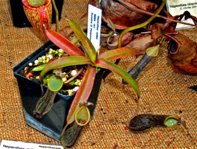 Plant Nepenthes mikei in Fata Morgana Greenhouse, Prague, Troja