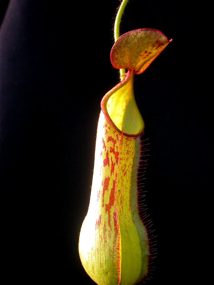 Here is a photo of my cultivated N. murudensis.
-Jeremiah-