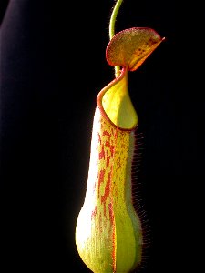 Here is a photo of my cultivated N. murudensis.
-Jeremiah-