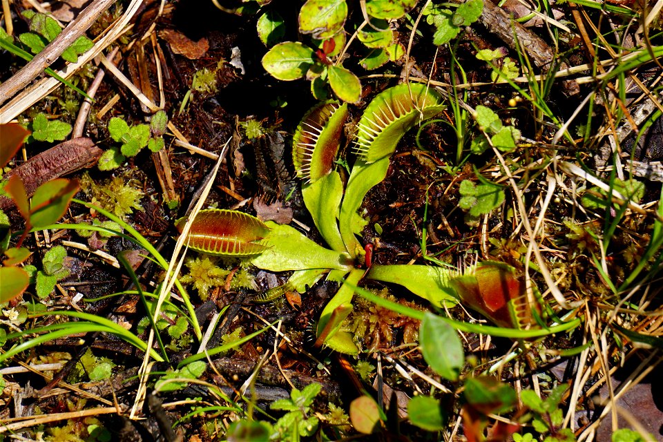 Carolina Beach State Park