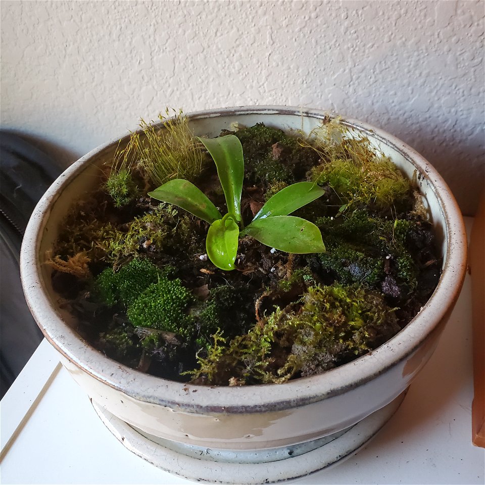 a young Nepenthes plant surrounded by moss. unidentified, as pitchers are not visible yet.