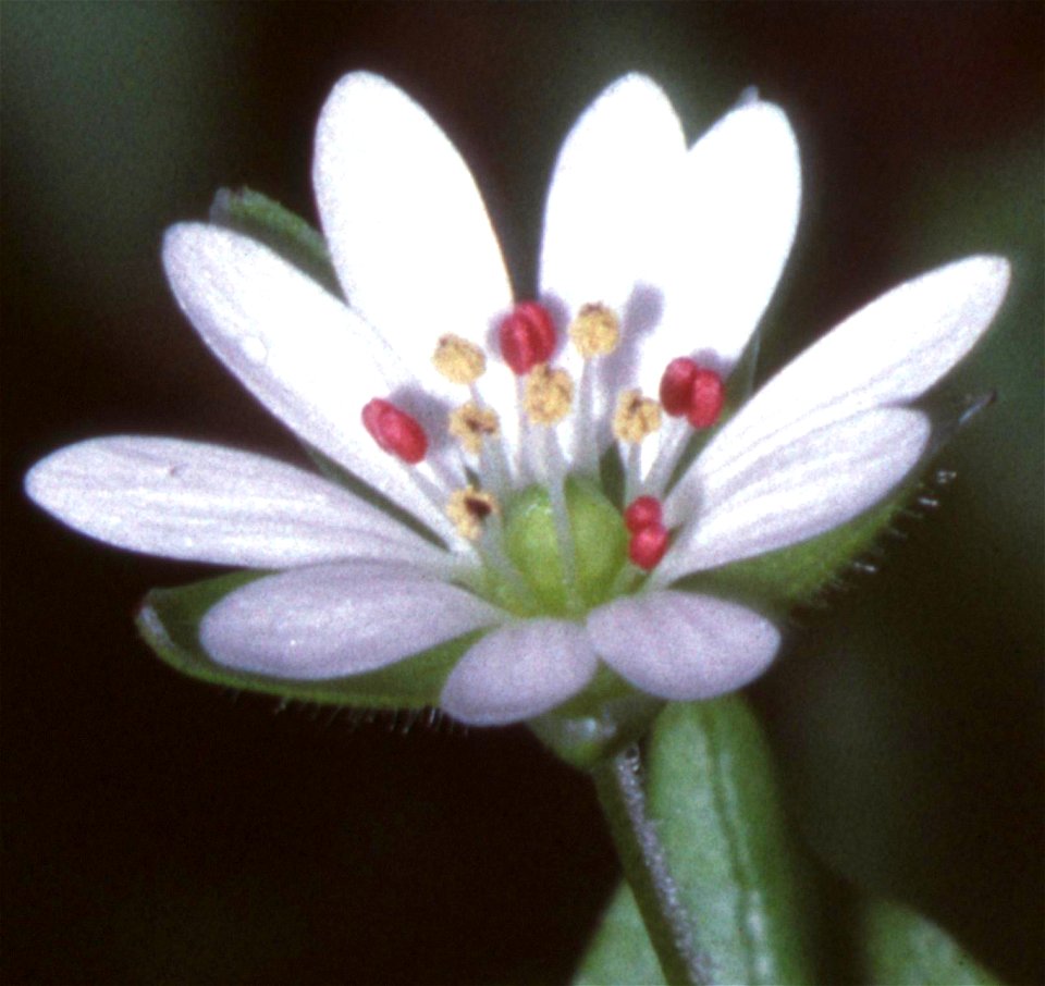 Stellaria neglecta in Unterfranken