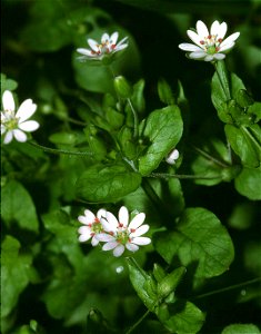 Stellaria neglecta, eigenes Foto von 1990, Unterfranken, Fornax, lizenz Bild-PDPolski:  Gwiazdnica zaniedbana (Stellaria neglecta), Dolna Frankonia.