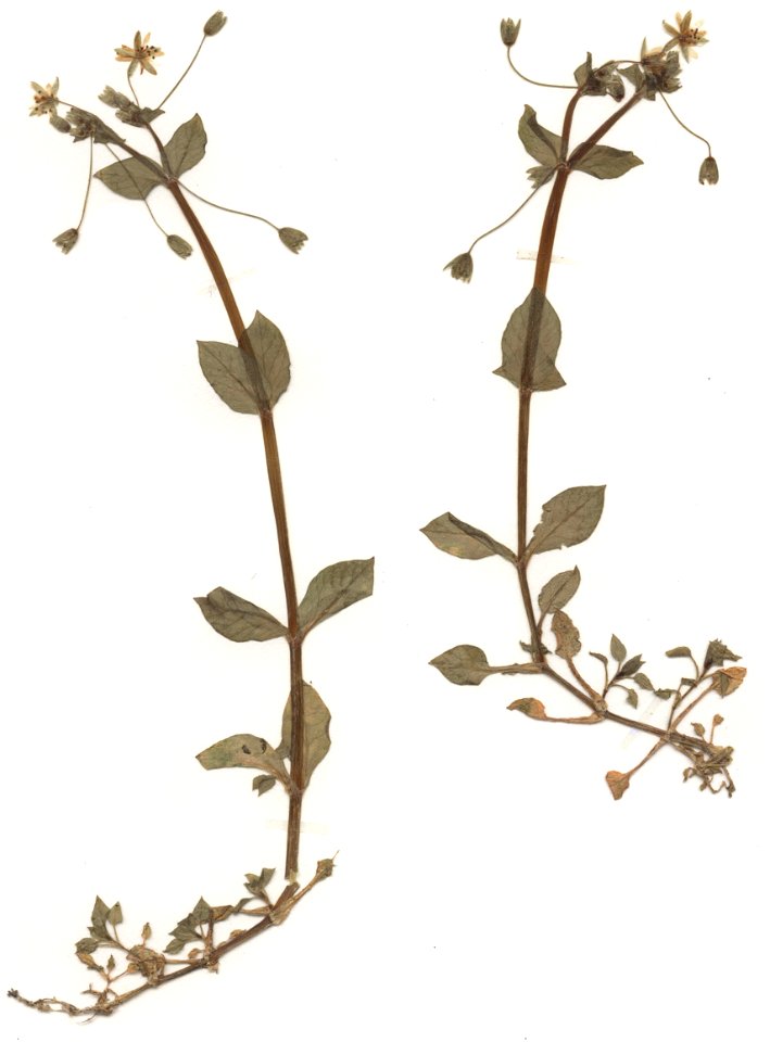 Stellaria neglecta, eigener Herbarbeleg von 1988, Unterfranken