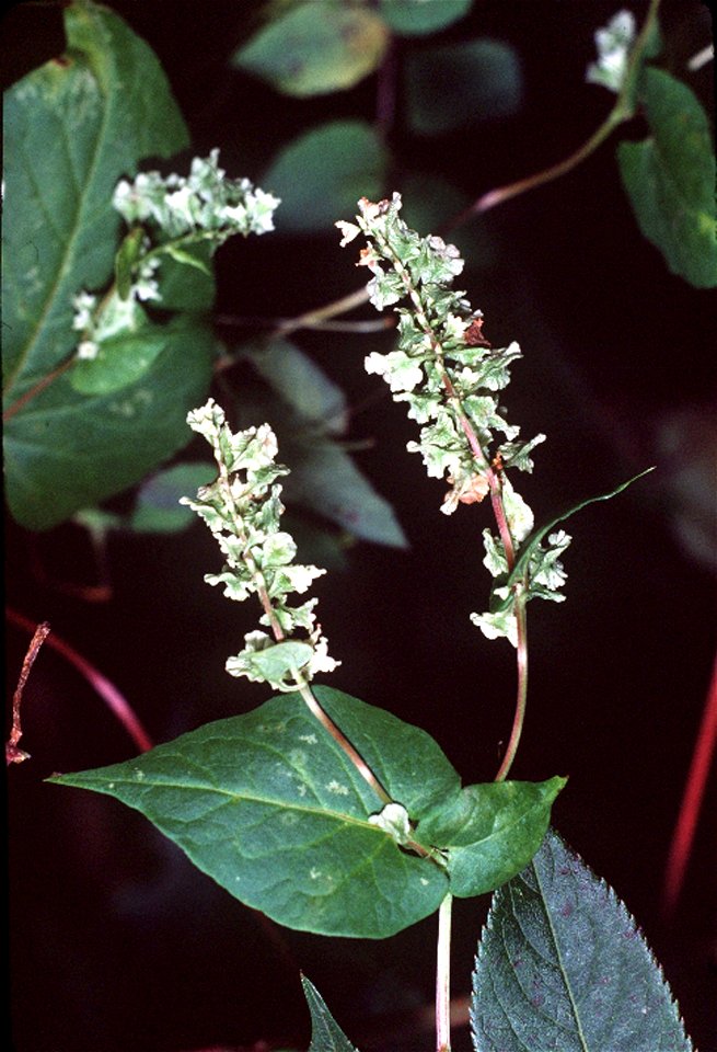 Fallopia scandens (L.) Holub (syn. Polygonum scandens L.) - climbing false buckwheat
