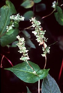Fallopia scandens (L.) Holub (syn. Polygonum scandens L.) - climbing false buckwheat