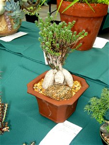 Trichodiadema bulbosum, in the Tower Hill Botanic Garden, Boylston, Massachusetts, USA. photo