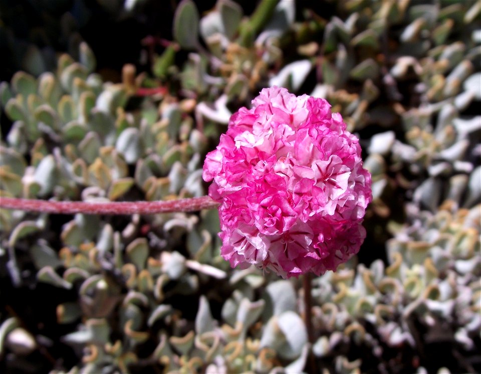 Eriogonum ovalifolium var. nivale at the UC Botanical Garden, Berkeley, California, USA. Identified by sign.