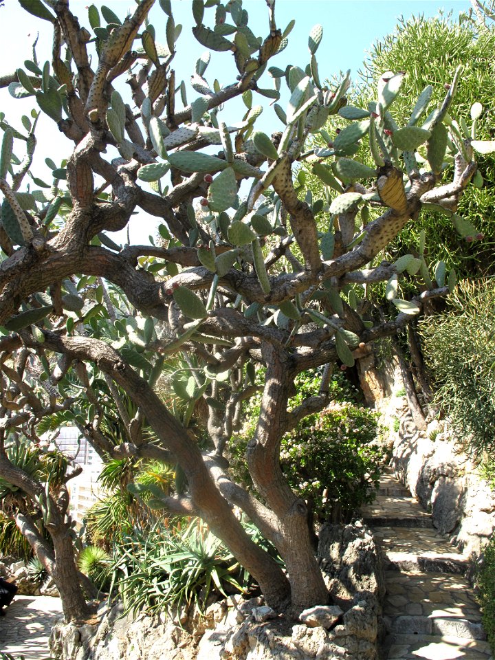 Opuntia tomentosa in the exotic garden of Monaco. Identified by label.