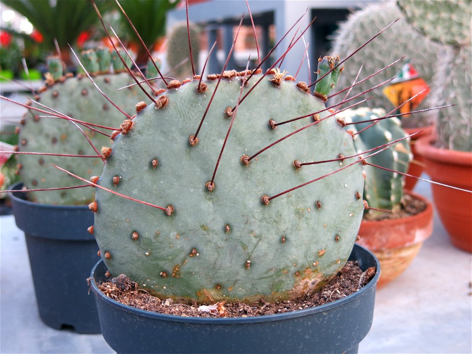 Opuntia azurea in a garden centre. Identified by its commercial botanic label. 6 year old.