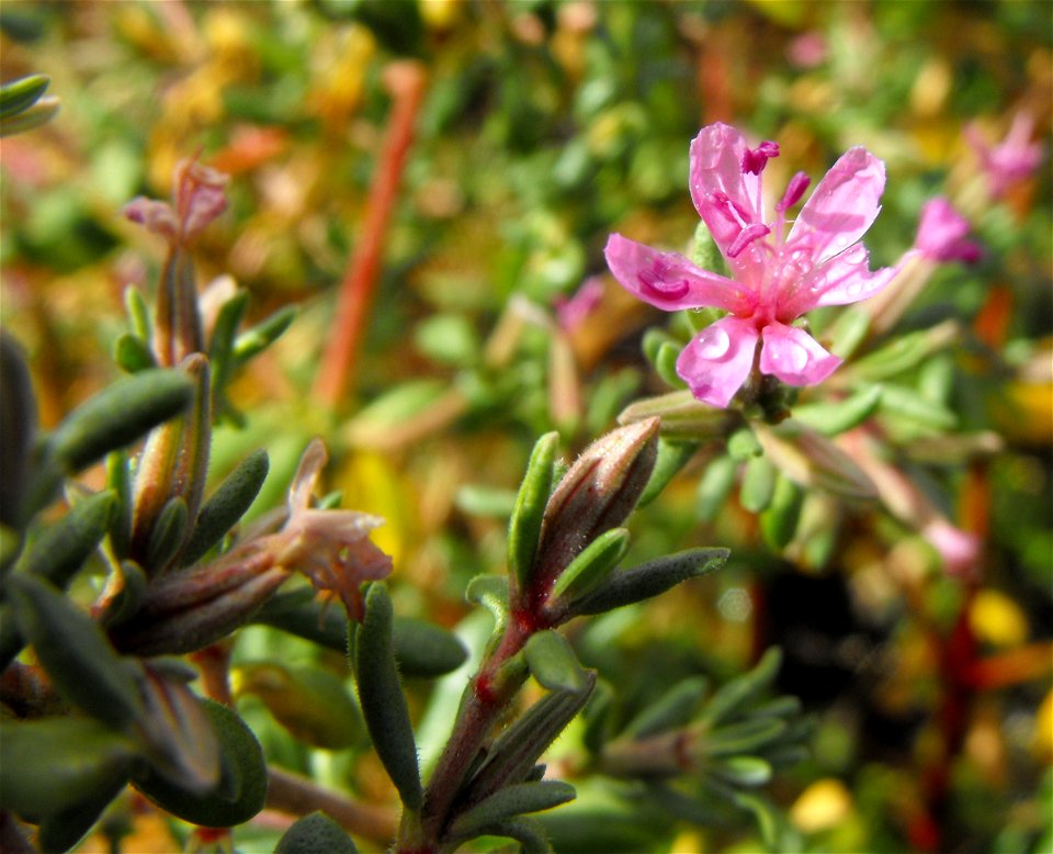 Frankenia salina at San Elijo Lagoon, San Diego County, California, USA.