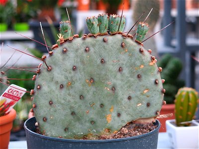 Opuntia azurea in a garden centre. Identified by its commercial botanic label. 6 year old.