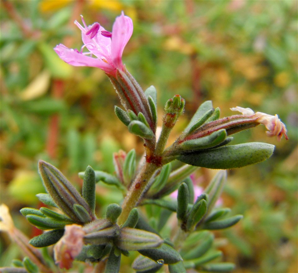 Frankenia salina at San Elijo Lagoon, San Diego County, California, USA.