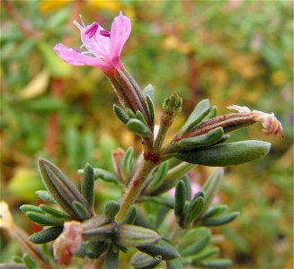 Frankenia salina at San Elijo Lagoon, San Diego County, California, USA.