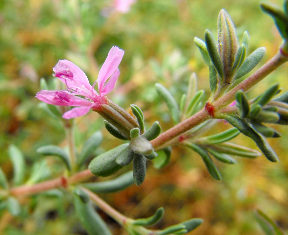 Frankenia salina at San Elijo Lagoon, San Diego County, California, USA.