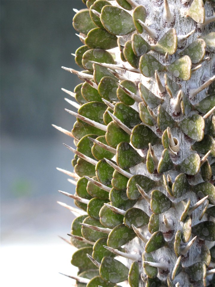 Close-up of Alluaudia montagnacii in a greenhouse of the Jardin des Plantes in Paris.