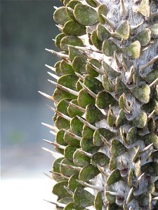 Close-up of Alluaudia montagnacii in a greenhouse of the Jardin des Plantes in Paris.