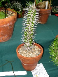 Alluaudia montagnacii, in Tower Hill Botanic Garden, Boylston, Massachusetts, USA.