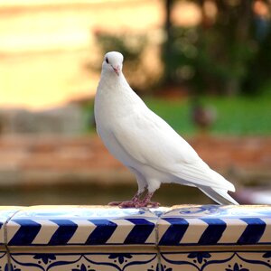 White peace symbol