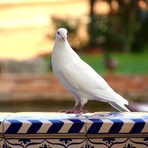 White peace symbol photo